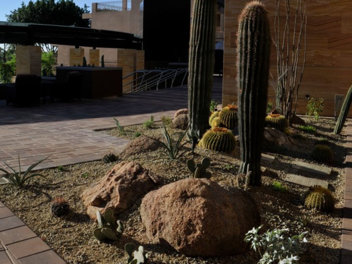 Desert xeriscape garden with tall columnar cacti, golden barrel cacti, boulders and paved patio outside modern building