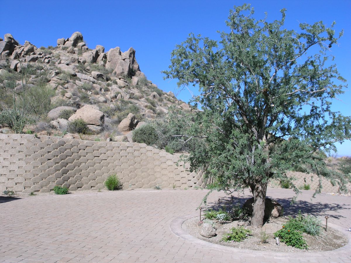 Desert landscaping courtyard with paved circular planter, mature mesquite tree, stone retaining wall and rocky hillside