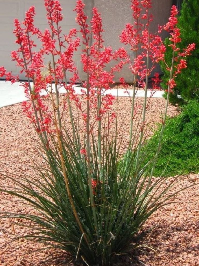Drought-tolerant red yucca (Hesperaloe) with coral-red flower spikes in gravel xeriscape landscape