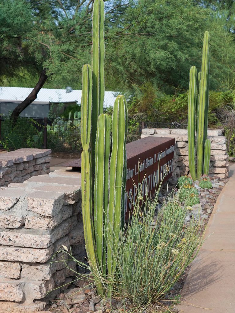 Columnar cacti and desert plants flanking a stacked stone wall along a southwest garden pathway