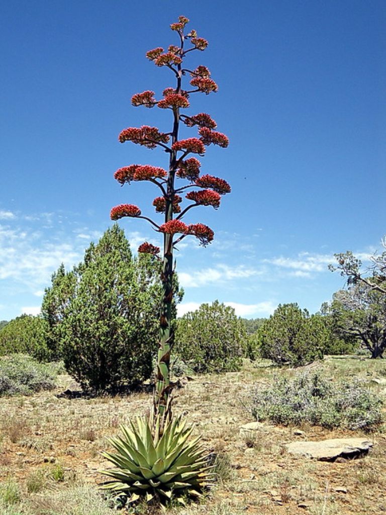 Flowering agave plant with tall stalk and red clustered blooms in arid desert landscape under blue sky