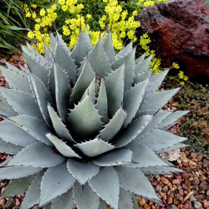 Blue-gray agave succulent rosette in xeriscape rock garden with yellow flowering groundcover