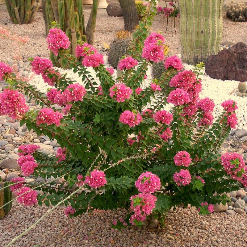 Pink bougainvillea shrub blooming in a desert rock garden with pebbles and tall cacti in the background