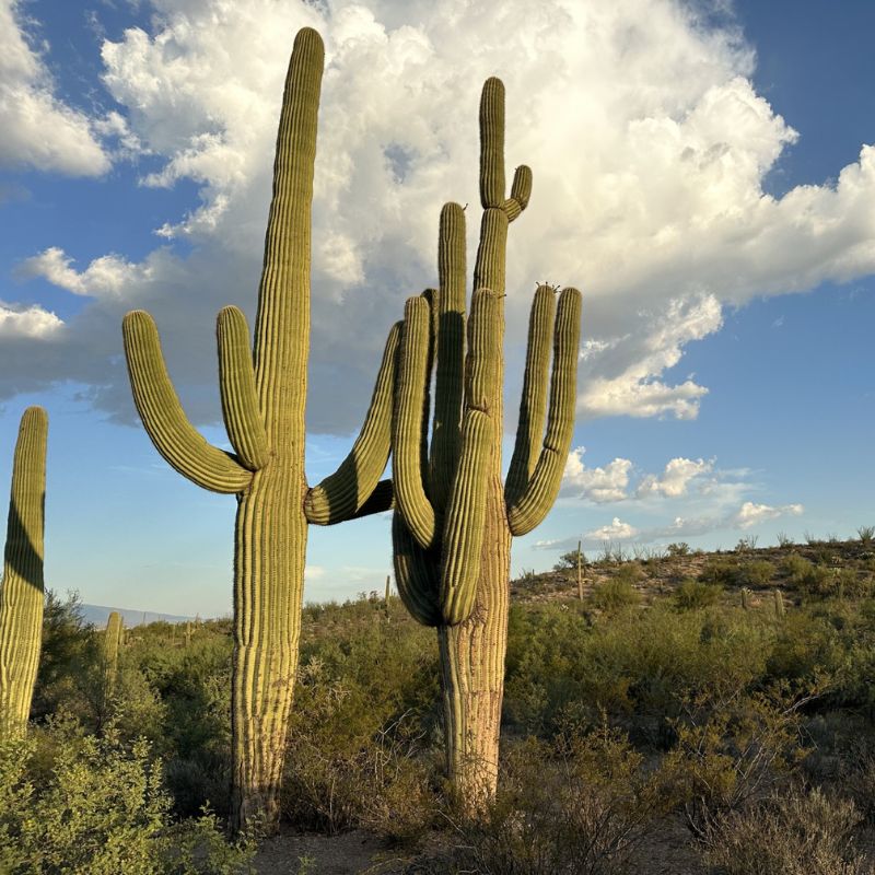 Saguaro cacti in the Sonoran Desert at golden hour, dramatic clouds over desert scrubland