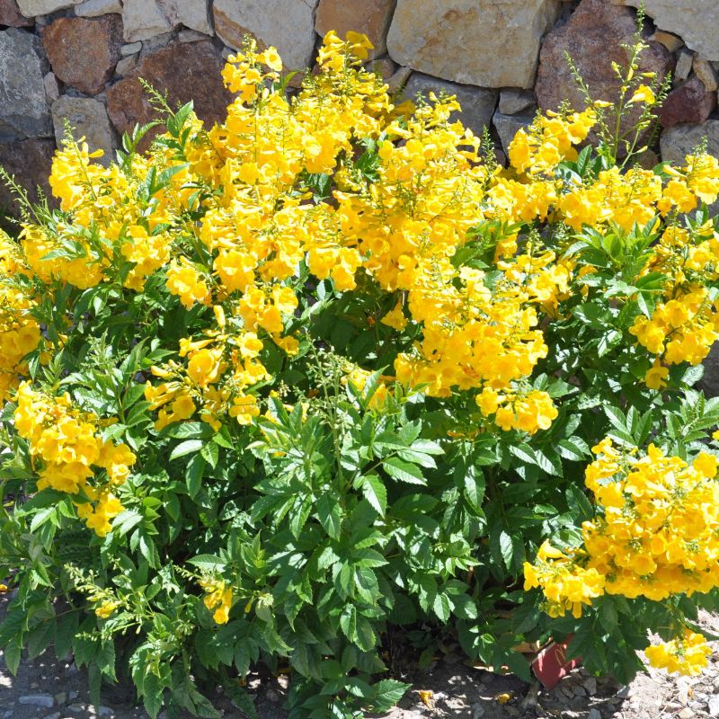 Golden trumpet shrub with clusters of bright yellow flowers in a sunny garden bed by a stone wall