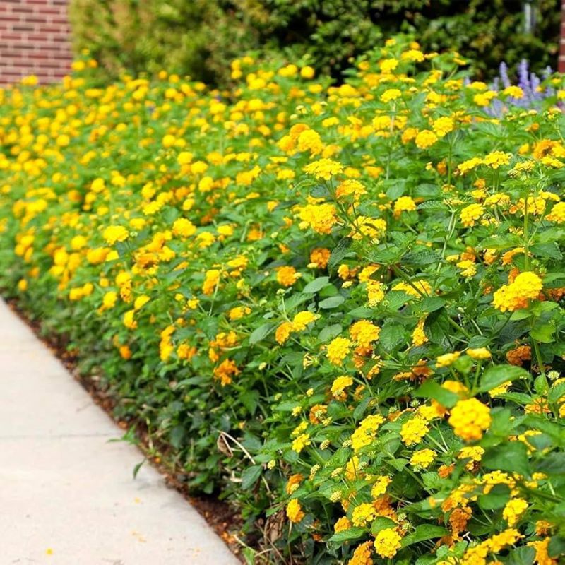 Yellow lantana hedge along sidewalk, vibrant flowering garden border for landscaping