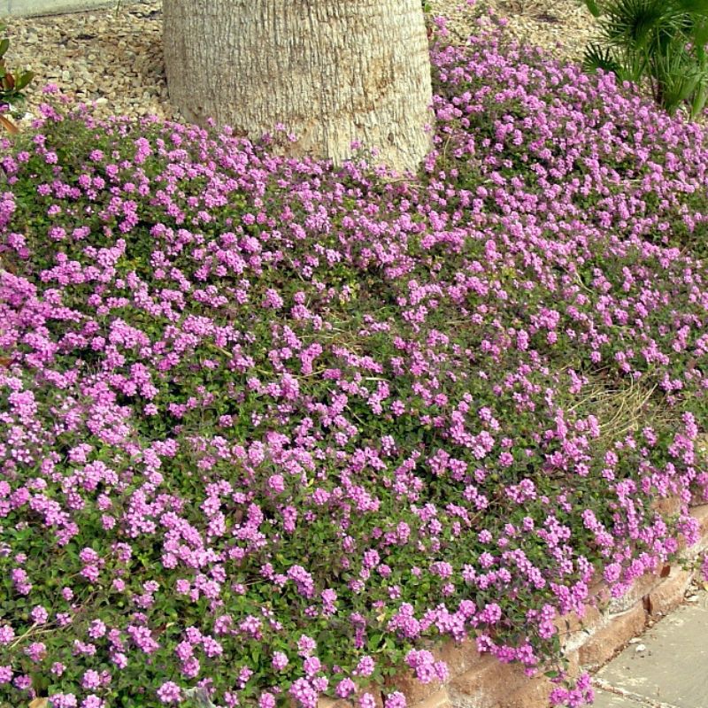 Pink groundcover flowers at tree base in residential landscaping with stone edging, low-maintenance curb appeal
