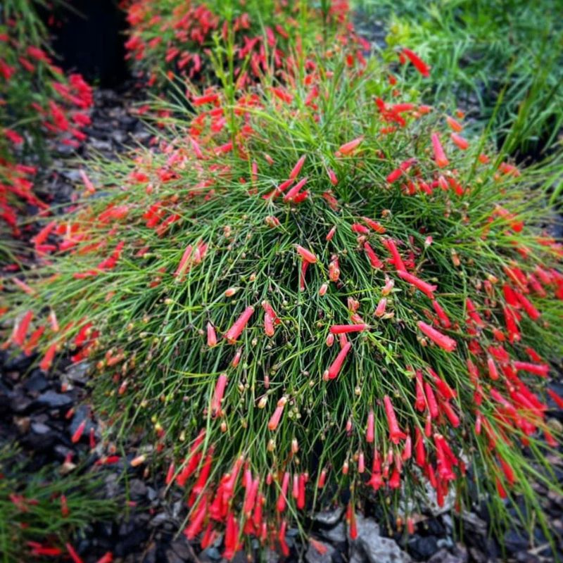 Close-up of red tubular flowers on dense cascading green stems, ornamental drought-tolerant groundcover in rock garden
