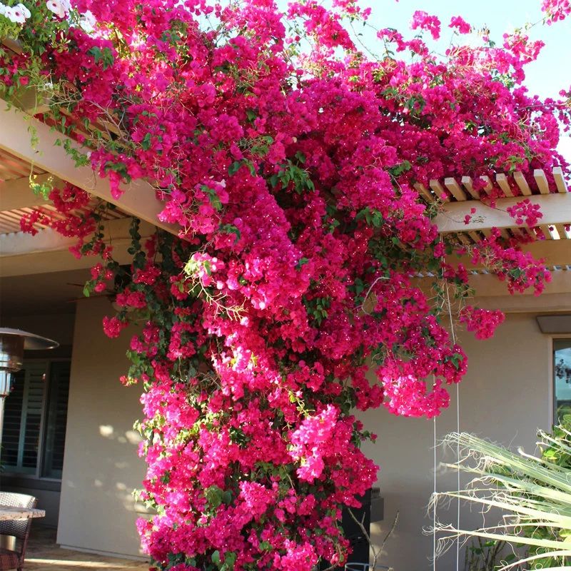 Vibrant pink bougainvillea cascading over a wooden pergola on a sunny patio, lush climbing flowering vine